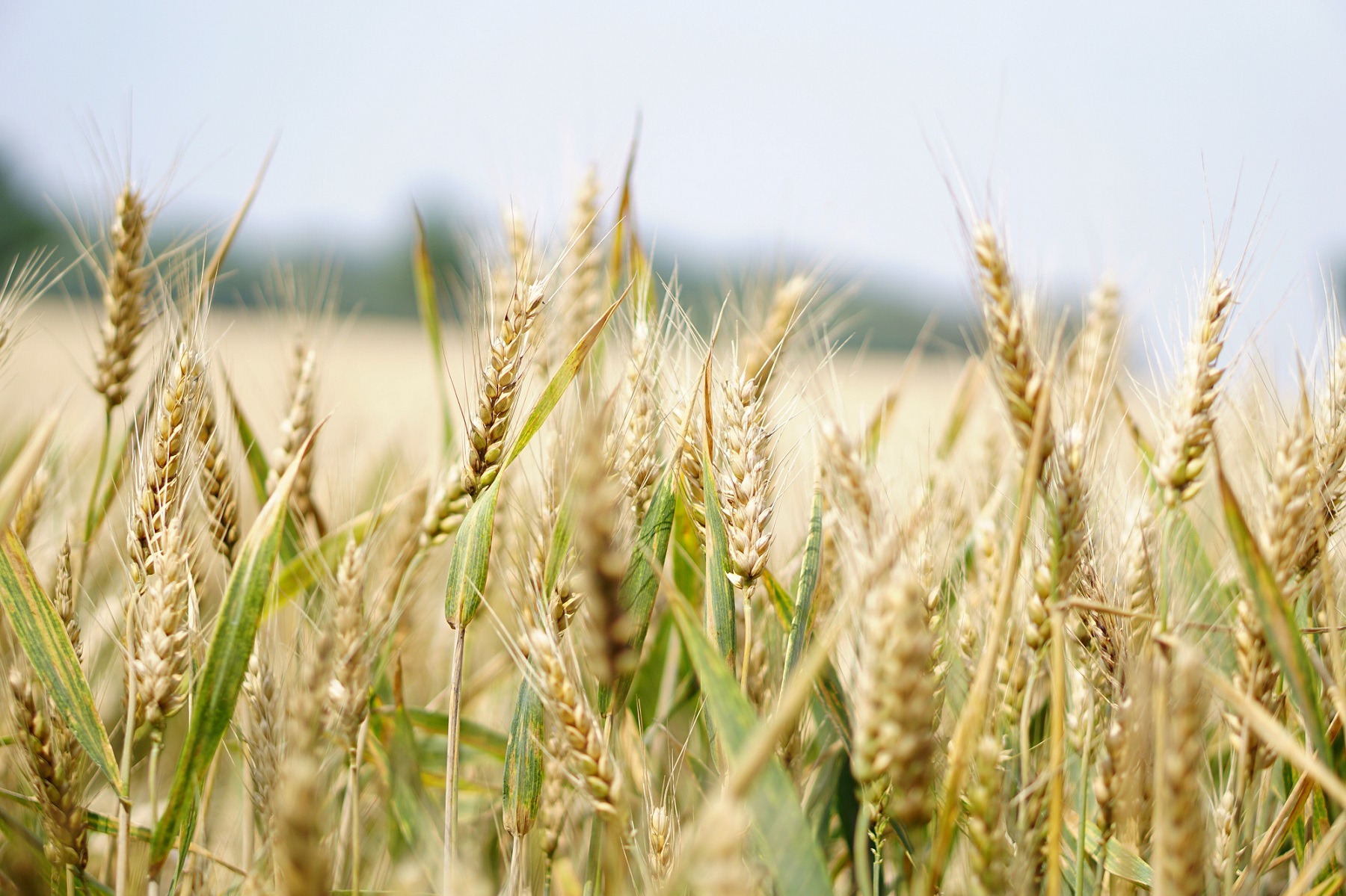 agriculture-arable-barley